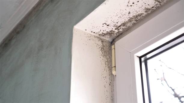 Mold Odor Removal Services in Burkesville, KY