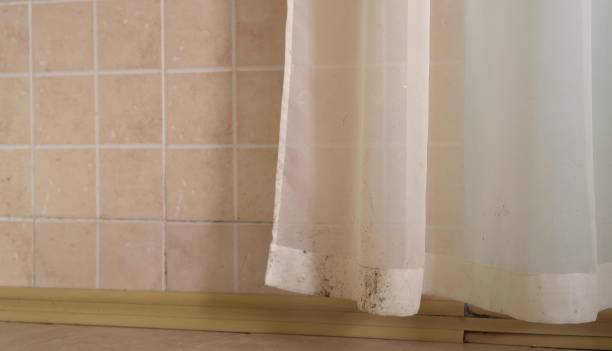 Best Basement Mold Removal  in Burkesville, KY