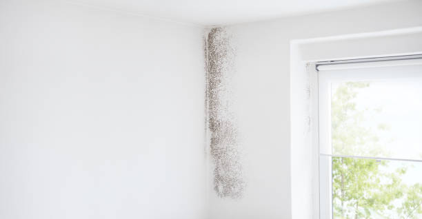 Mold Odor Removal Services in Burkesville, KY