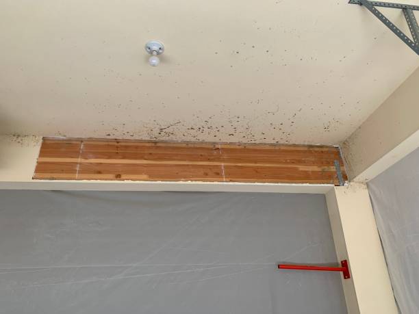 Best Black Mold Removal  in Burkesville, KY