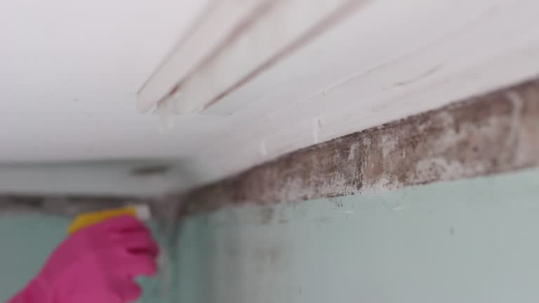 Best Mold Remediation for Vacation Homes  in Burkesville, KY