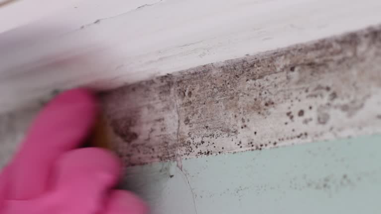 Burkesville, KY Mold Removal Company